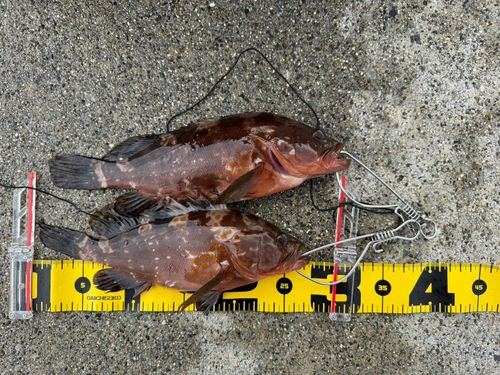 キジハタの釣果