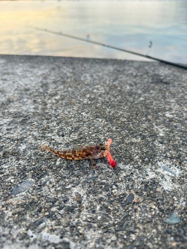 アナハゼの釣果