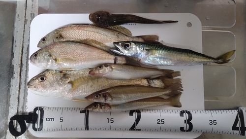 イシモチの釣果