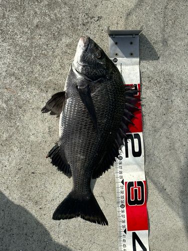 チヌの釣果