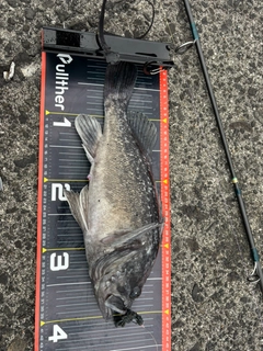 クロソイの釣果