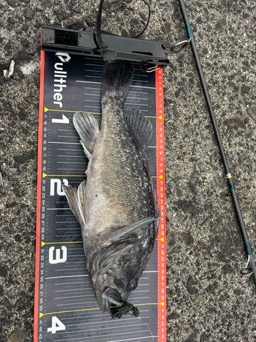 クロソイの釣果