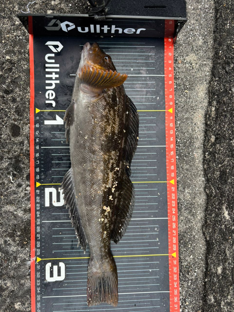 す〜ちゃまさんの釣果 2枚目の画像