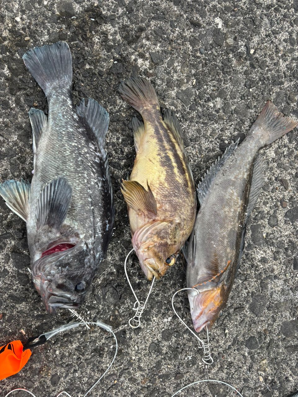 す〜ちゃまさんの釣果 3枚目の画像