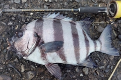 イシダイの釣果