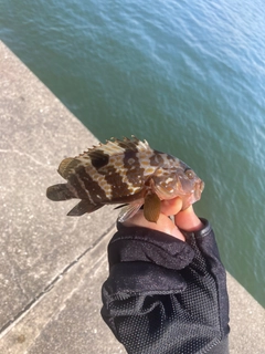 キジハタの釣果