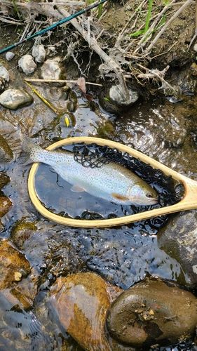 ニジマスの釣果