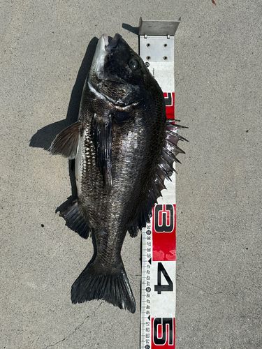 チヌの釣果