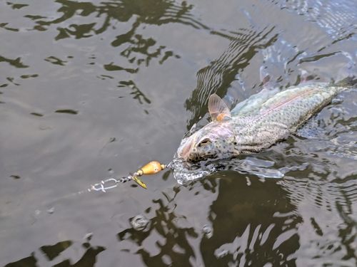 ニジマスの釣果