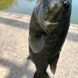 スモールマウスバス