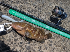 エソの釣果