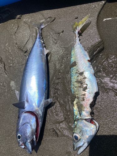 サバの釣果