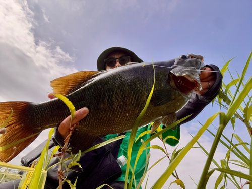 スモールマウスバスの釣果