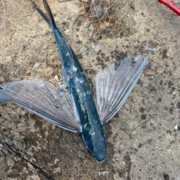 トビウオ
