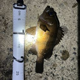 アカメバル