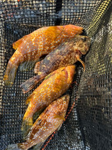 アコウの釣果