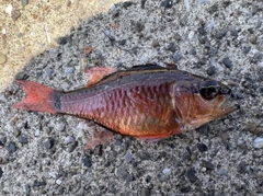 クロホシイシモチの釣果