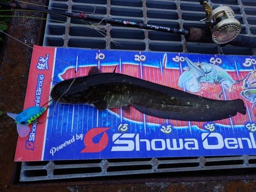 マナマズの釣果