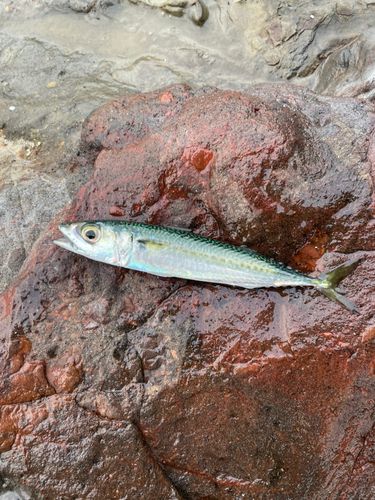 サバの釣果