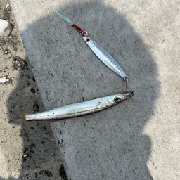 カマス