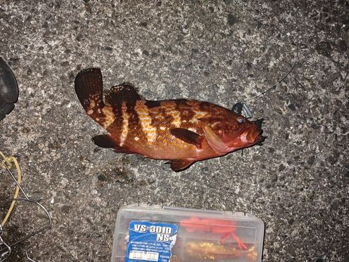 キジハタの釣果