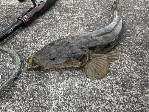 マゴチの釣果