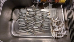 サバの釣果