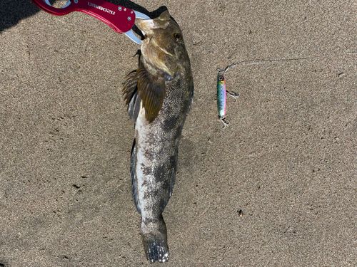 アイナメの釣果