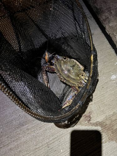 ワタリガニの釣果