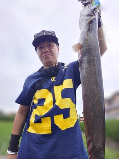 マナマズの釣果