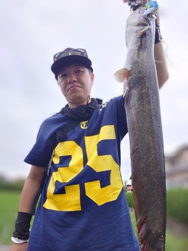 マナマズの釣果