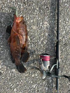 キジハタの釣果