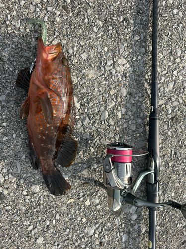 キジハタの釣果