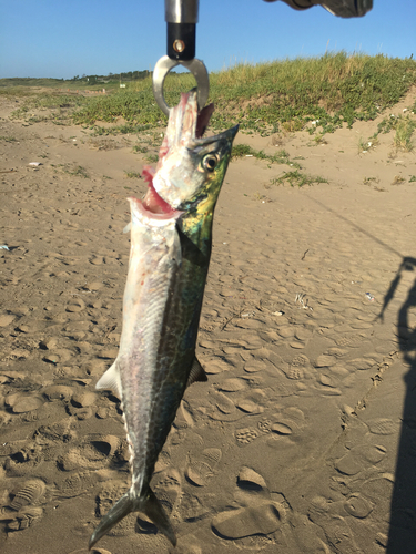 サゴシの釣果