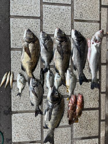 チヌの釣果