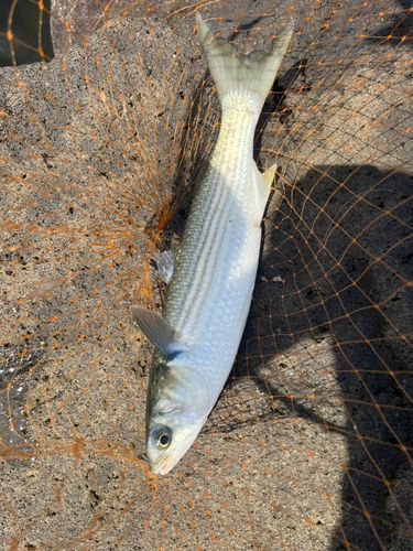 ボラの釣果