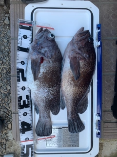 マゾイの釣果
