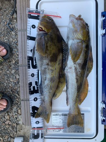 アイナメの釣果