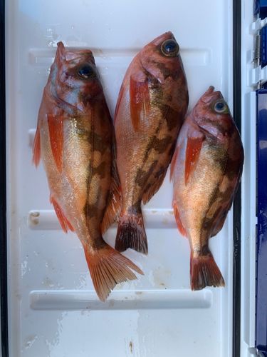 オキメバルの釣果