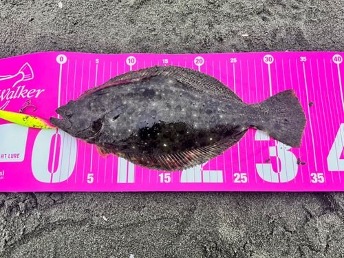 ソゲの釣果