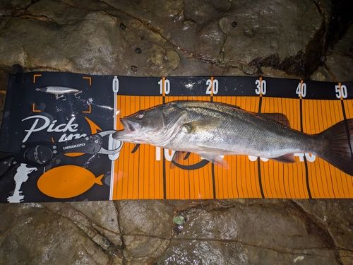 シーバスの釣果