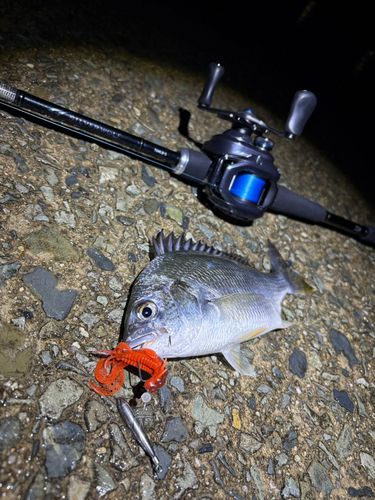 キビレの釣果