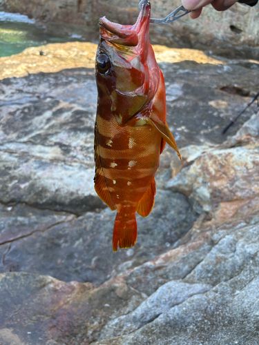 アカハタの釣果