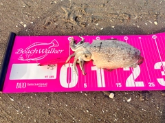 コウイカの釣果