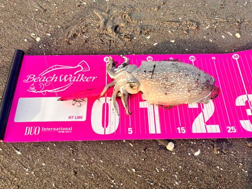 コウイカの釣果