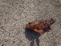 カサゴの釣果
