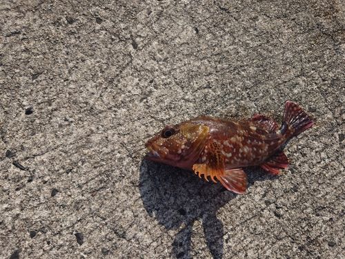 カサゴの釣果