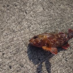 カサゴ