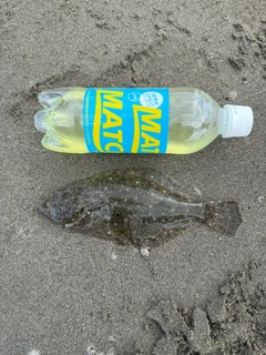 ソゲの釣果