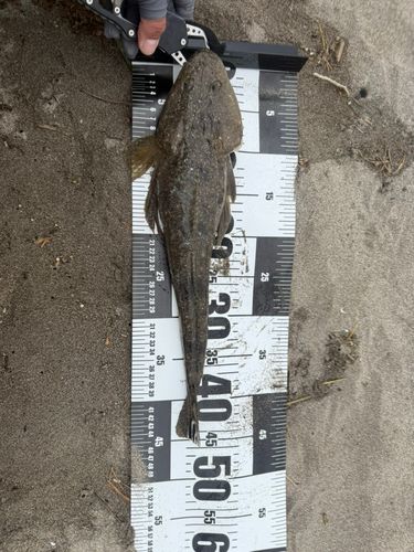 マゴチの釣果